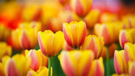 41 Yellow Tulips Wallpaper Desktop Wallpapersafari