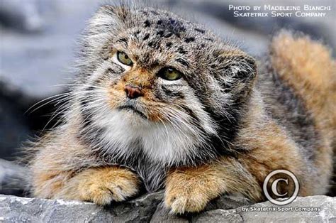 Pallas Cats Are The Next Big Thing Central London Lifestyle