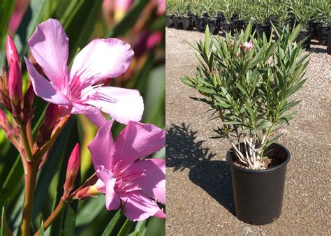 Nerium Oleander Light Pink Ty Nursery California Wholesale Nursery