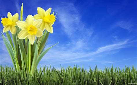 Free Download Daffodil Wallpaper 1920x1200 1920x1200 For Your