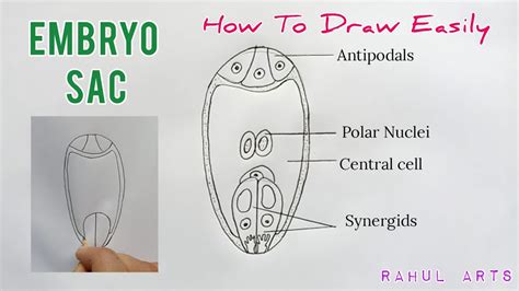 Draw The Diagram Of The Embryo Sac Class 11 Biology Cbse Porn Sex Picture