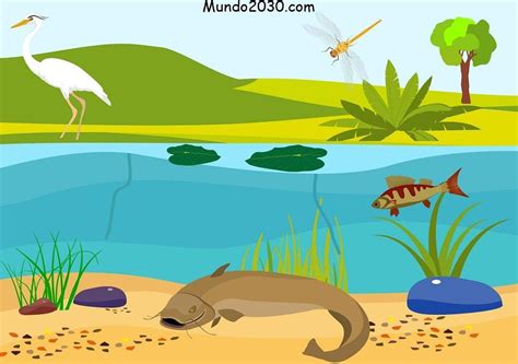 Ecosistema De Agua Dulce Características Flora Fauna Ejemplos