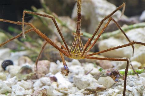 Arrow Crab Bristleworm Hunter Aquariums
