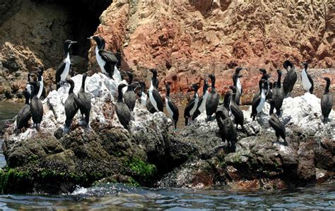 Marvel At Ballestas Islands Natural Wonders News Andina Peru