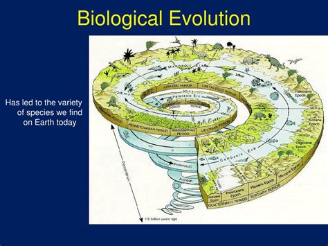 What Is Biological Evolution Usefull Information