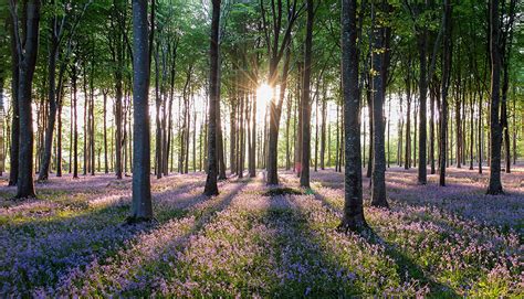 Bluebells Picture South West ~ Photo Workshops ~ Tours