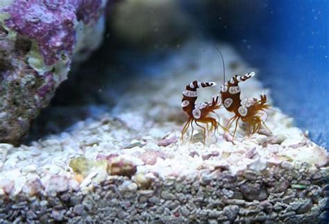 17 Best Images About Sexy Shrimp On Pinterest Sexy Shrimp And Walking