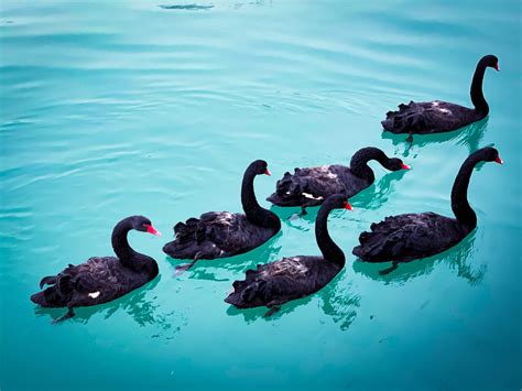 Black Swans From The Exception To The Rule Leadership Circle