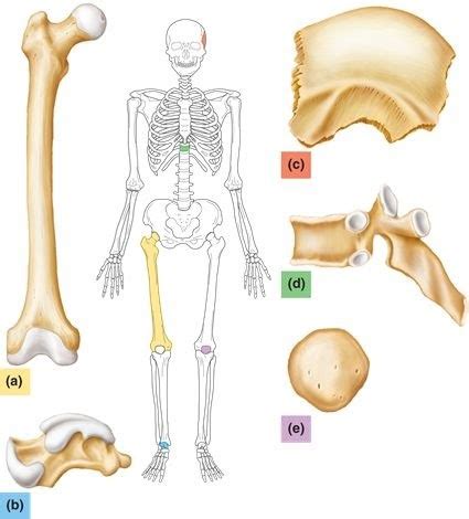 The outer surface of compact bone is covered with a fibrous material called periosteum to which. Long Bone Diagram Labeled Quizlet - 32 Correctly Label The Following Anatomical Parts Of A Long ...
