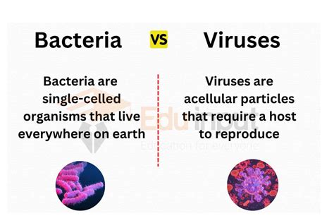 Difference Between Viruses And Bacteria