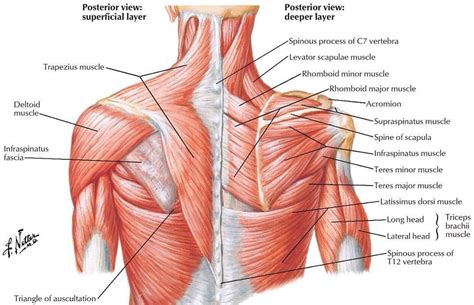 Beautiful Illustration Of The Deep And Superficial Musculature Of The