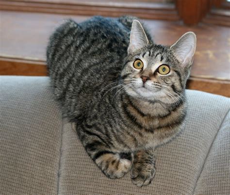 Grey Cat Breeds With Stripes Pets Lovers