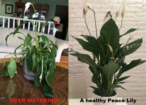 Maybe you would like to learn more about one of these? How to Care for a Peace Lily Plant - Dengarden