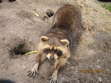 A Raccoon Stretching Zoochat