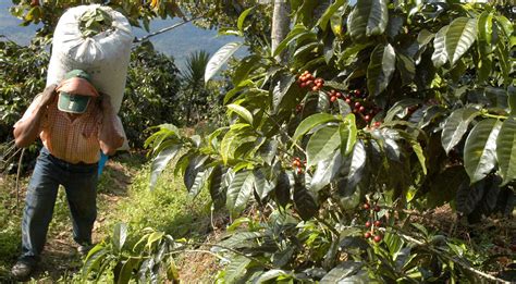 Coffee Production Description Cultivation Process Hulling And Facts