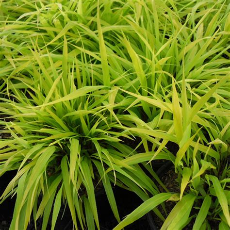 Kentucky bluegrasses, fine fescues, turf type tall fescue, and perennial ryegrasses. All Gold Japanese Forest Grass - Plant Delivery NYC - plantshed.com