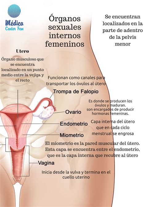 Anatom A Del Aparato Reproductor Femenino I Genitales Internos My Xxx