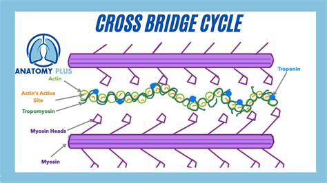 Cross Bridge Cycle Made Simple Youtube