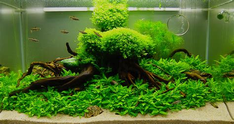 The topic of freshwater aquarium substrate is often neglected by many who don't realize how important it is in a freshwater aquarium set up. July 2010 Aquascape of the Month: "Anyplace... Anytime ...
