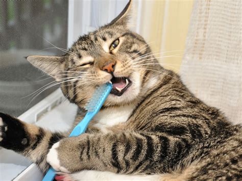 Cat Bad Breath Causes And Prevention Uk Pets