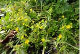 Plant With Tiny Yellow Flowers Photos