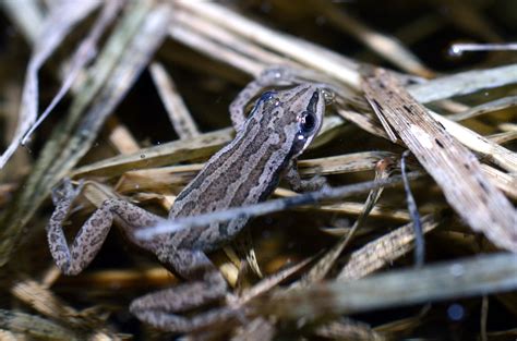 Boreal Chorus Frog Season Watch