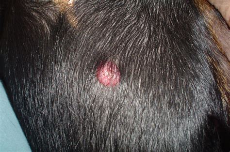 Benigni Dog Benign Tumor