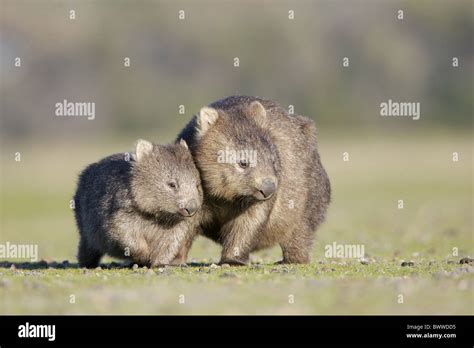 Wombat Wombats Australia Australian Australasia Australasian Herbivore