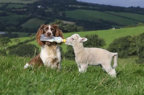 A Dog Bottle Feeding A Baby Lamb Animals Friends Baby Animals