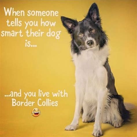 14 Funny Border Collie Memes That Will Make Your Day Page 2 Of 3