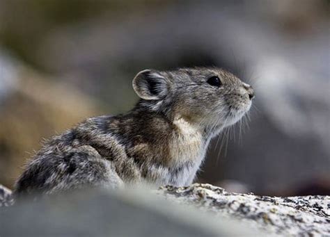 Collared Pika Alchetron The Free Social Encyclopedia