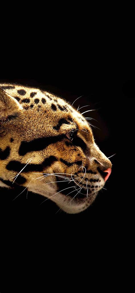 Wild Cat Wallpapers 70 Pictures