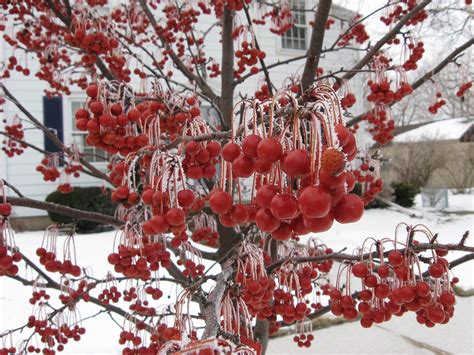 Red Jewel Crabapple Tree Iced
