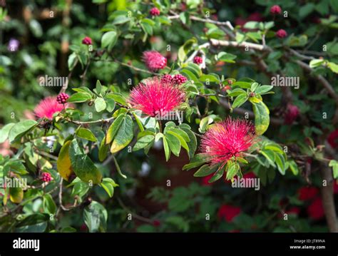 Pink Puff Bush Calliandra Haematocephala Hi Res Stock Photography And