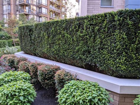 5 TIPS FOR CHOOSING THE RIGHT TREE FOR YOUR HEDGE | Camson Creek Cedars