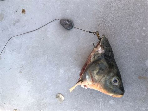 Catching The River Monster Cut Bait For Gar Fishing