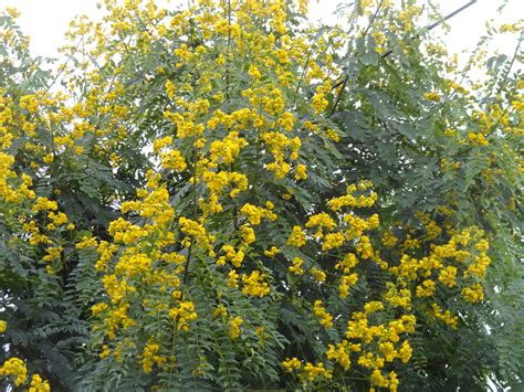 Senna Spectabilis Carnaval árbol Autóctono Argentino Con Flores