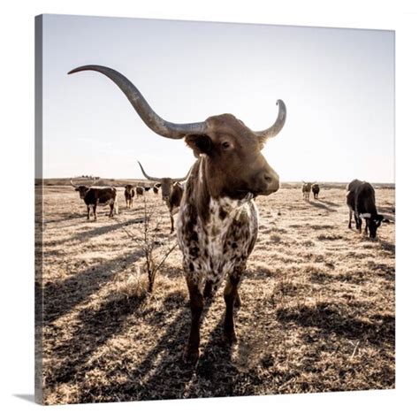 Texas Longhorn Cow Photo Or Canvas Print Longhorn Cattle Etsy