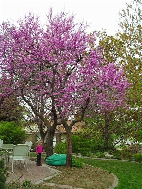 √ full blossom large artificial trees cherry shade trees for wedding packaging & shipping. Elsie Park: Springtime at the Park Place