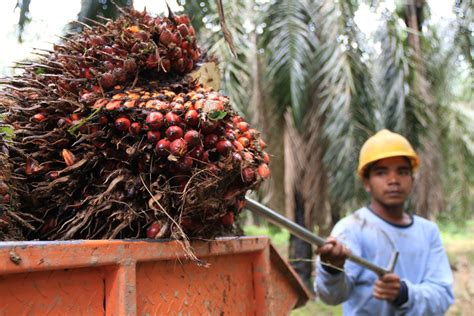 5 Komoditas Pertanian Dan Perkebunan Indonesia Yang M