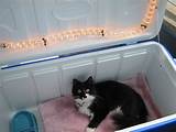 Photos of Diy Heated Cat House