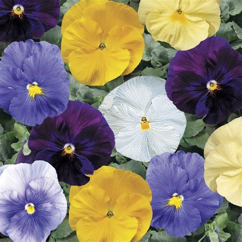 Delta Pure Color Mix Pansy Pahls Market Apple Valley Mn