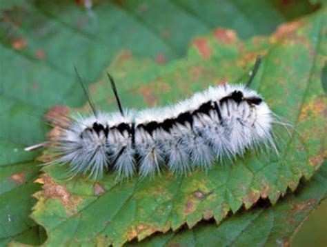 Toxic Caterpillars Living In Pennsylvania Will Give You Rash Blisters