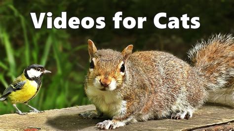 Videos For Cats To Watch Squirrels And Birds Spectacular Youtube