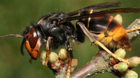 Asian Hornet Nest In Rayleigh Removed From Back Garden For Tests Bbc News