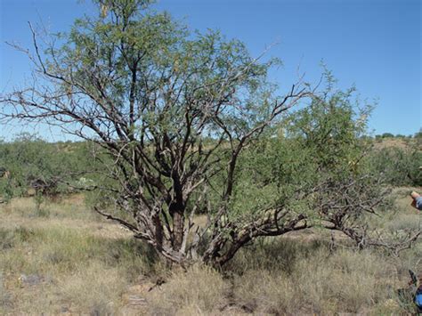 Mesquite Tree For Sale Tucson Alejandra Peltier