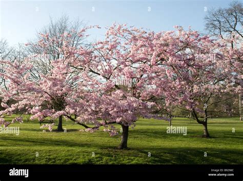 Tree With Pink Flowers Uk A Guide To Flowering Trees Country Life