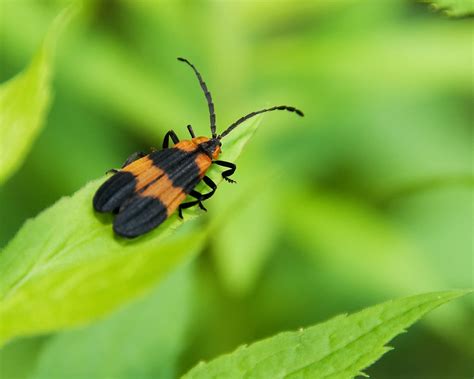 Black Orange Bug 9924 Net Winged Beetle Calopteron Reticul Flickr