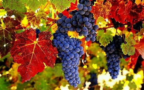 Fall Harvest Of Grapes Grapes Organic Wine Grape Vines