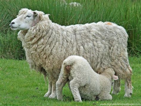 Sheep Rearing And Himachal Economy Sheep Farm